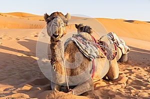 Close-up on Camel in Oman desert