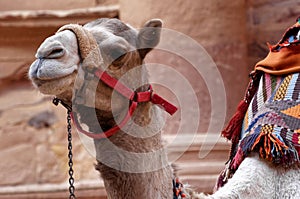 Close-up of a camel in Petra waiting in front of the treasure house for tourists who want to ride on it