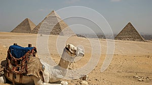 Close up of a camel and the pyramids at giza in cairo, egypt