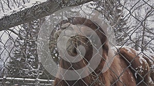 Close-up of a camel's face through a fence. He is on the farm. Outside the window is winter and snow.