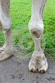 Close up of the camel`s feet on the ground