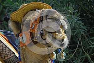 Close-up of a camel& x27;s head in a hat, adorned with exotic details for an oriental holiday. Portrait of a screaming camel.