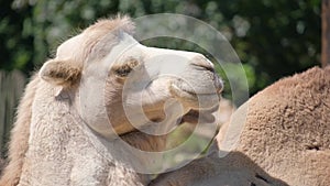 A close up of a camel 's head with its mouth open