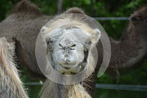 Close up of a camel`s head in a safari park
