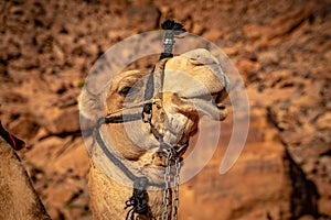 Close-up of a camel`s head in Wadi Rum desert, Jordan