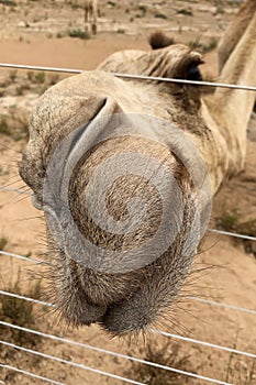 close-up of camel`s leaps stratching out of a fence