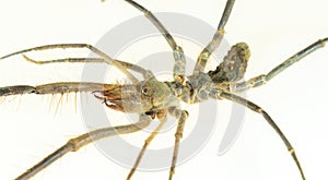 Close-up of a camel spider isolated on a white background