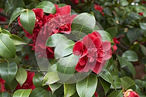 Camellia japonica blossom