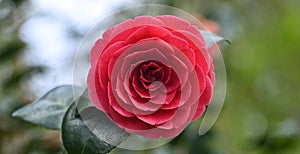 Close-up of a camellia japonica flower