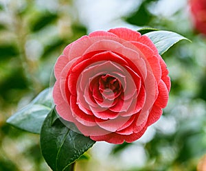 Close-up of a camellia japonica flower