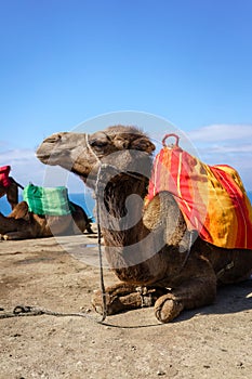 Close up of camels with colorful saddles resting on a beach in Morocco