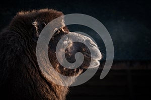 Close-up of a camels head