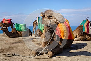 Close up of camels with saddles resting on a beach in Morocco