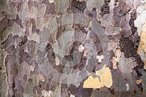 Close-up of camouflage background of texture of American Sycamore Tree bark