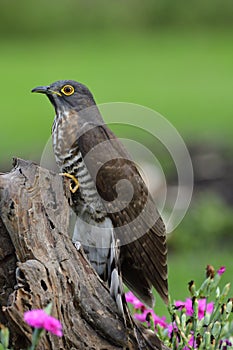 Close up camouflage bird, Large hawk-cuckoo Hierococcyx sparverioides stick to timber among pink flower garden in Bangkok