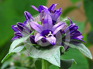 Close up of Campanula glomerata `Superba` flower. Blue garden flowers with green leaves. photo