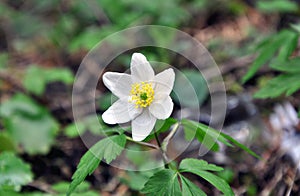 Close up of a Canada Anemone flower.
