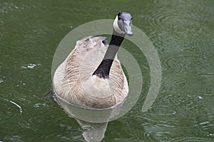 Close up Canada Geese floating near water lilies.