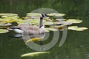 Close up Canada Geese floating near water lilies.