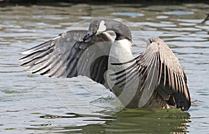 Close up of a Canada Goose