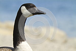 Close up of a Canada goose