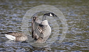 Close up of a Canada Goose flapping wings on surface of lake