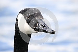 Canada Goose head photo