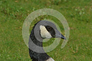 Close up of a Canada Gooses head