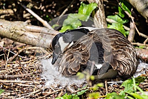 Close up of Canada Goose sat on nest of fluffy white down feathers