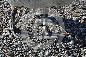 Close up of a Canada goose showing leg tracking bands