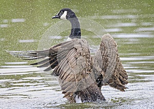 Close up of Canada Goose splashing water with flapping wings on lake