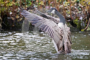 Close up of Canada Goose with wings fully extended forward, reared up on surface of water