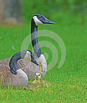 Close up Canadian Geese pair, babies, and butterfly.