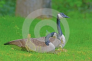 Close up Canadian Geese pair, babies, and butterfly.