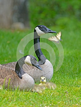 Close up Canadian Geese pair, babies, and butterfly.