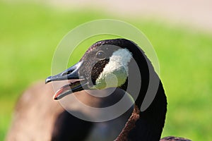 Close up of a Canadian Goose