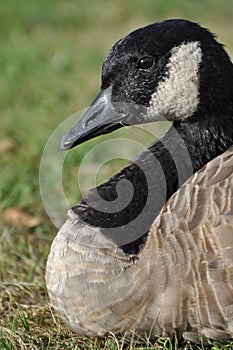 Close-up Canadian goose