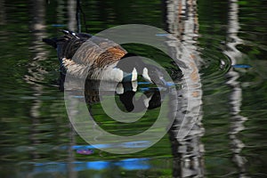 Close up of Canadian Goose Drinking on Lake