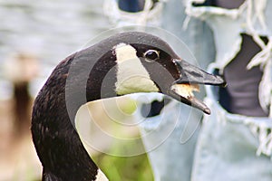 A close up of a Canadian goose feeding on bread.