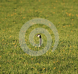 Close up of Canadian Goose