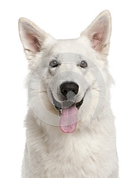 Close-up of Canadian Shepherd dog, 1 year old