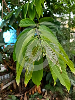 Close up of cananga tree plant