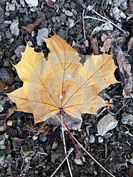 Close-up Candian Maple Leaf on the Ground