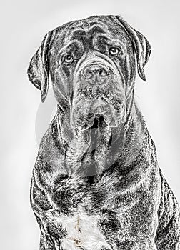 Close-up of a Cane Corso looking at the camera