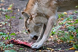 Close up of canis lupus or gray wolf in captivity