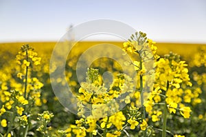 Zblízka Canola Field