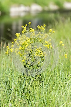 Close-up of canola or rapeseed blossom Brassica napus