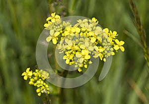 Close-up of canola or rapeseed blossom Brassica napus