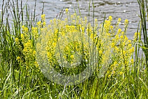 Close-up of canola or rapeseed blossom Brassica napus