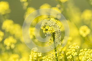 Close-up of canola or rapeseed blossom Brassica napus